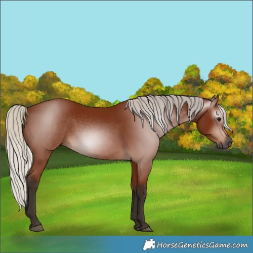 Horse Color:Gray Silver Bay 