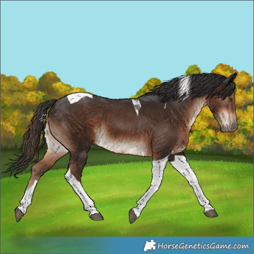 Horse Color:Liver Chestnut Tobiano 