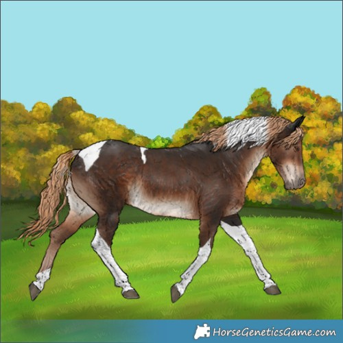 Horse Color:Liver Chestnut Tobiano Rabicano 