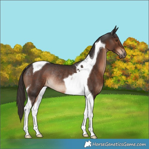 Horse Color:Liver Chestnut Tobiano Rabicano