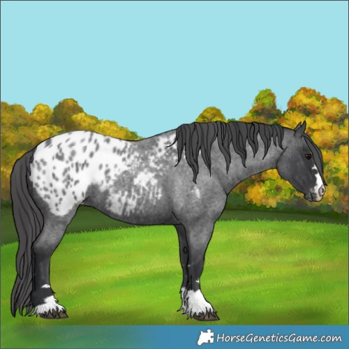 Horse Color:Blue Roan Blanket 