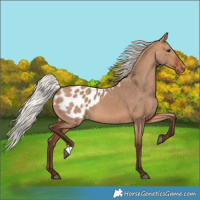 Horse Color:Silver Brown Dun Appaloosa 