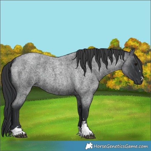Horse Color:Blue Roan