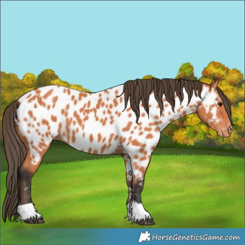 Horse Color:Bay Near Leopard 