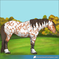 Horse Color:Bay Near Leopard 