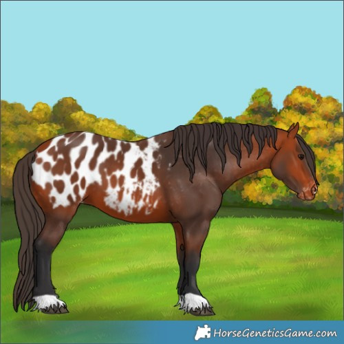 Horse Color:Bay Near Leopard 