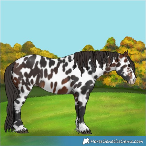 Horse Color:Bay Near Leopard