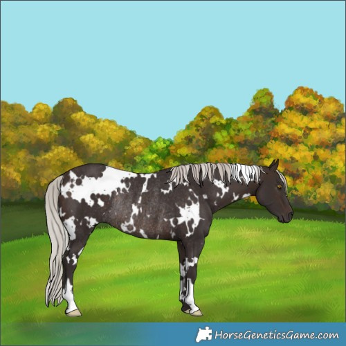 Horse Color:White Spotted Silver Brown Rabicano 