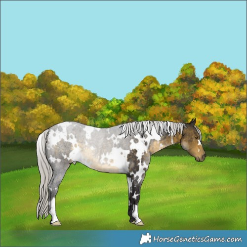 Horse Color:White Spotted Silver Buckskin Rabicano