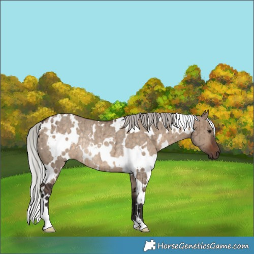 Horse Color:White Spotted Silver Brown Dun Rabicano Brindle 