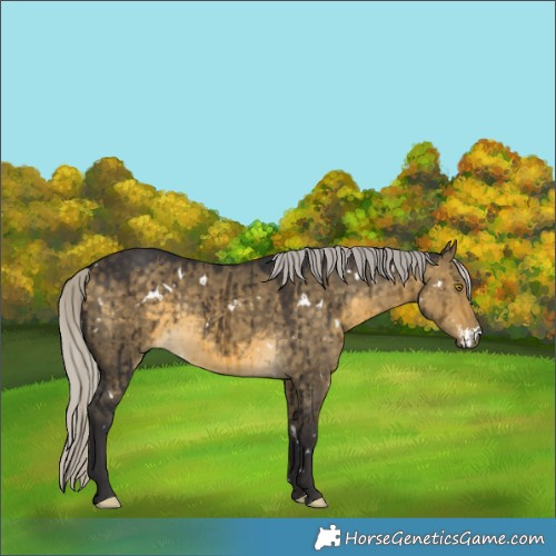 Horse Color:White Spotted Silver Buckskin Dun Brindle 