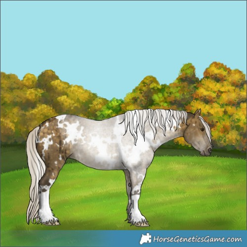 Horse Color:White Spotted Silver Buckskin Dun Brindle