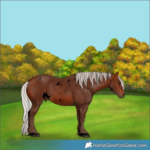 Horse Color:Void White Spotted Silver Brown