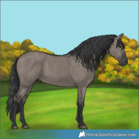 Horse Color:Grullo 