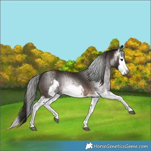Horse Color:Gray Bay Splash Frame and Gray Bay Splash Frame