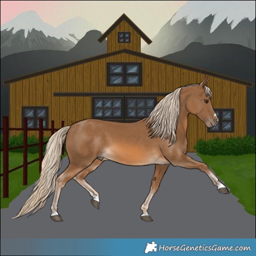 Horse Color:Chocolate Palomino 