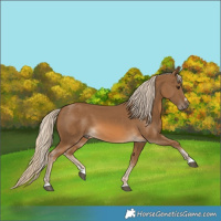 Horse Color:Chocolate Palomino 