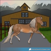 Horse Color:Chocolate Palomino 