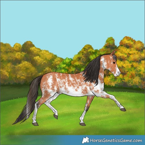 Horse Color:Bay Sabino 
