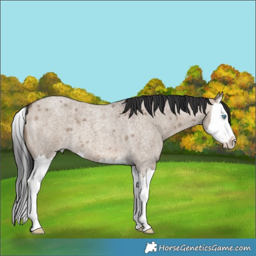 Horse Color:Brown Roan Dun Splash 