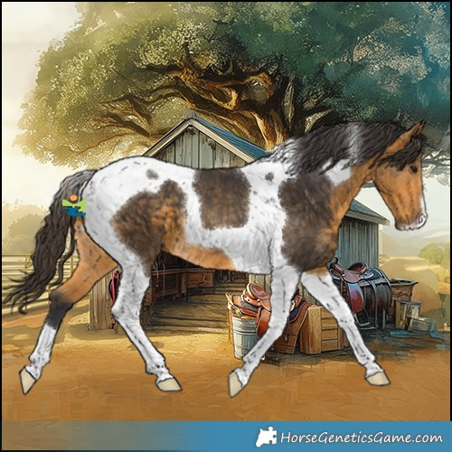 Horse Color:Buckskin Tobiano
