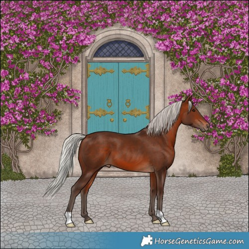 Horse Color:Silver Bay 