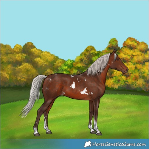 Horse Color:White Spotted Silver Brown Tobiano 