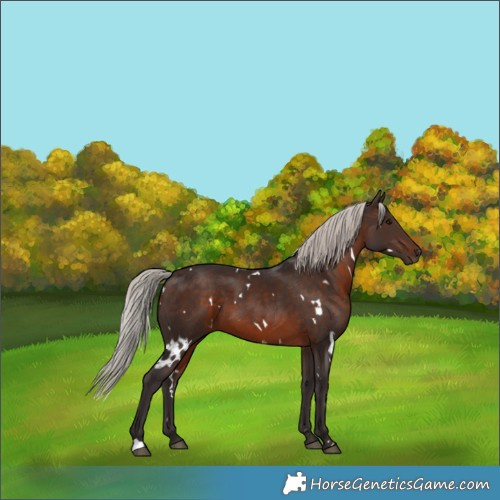 Horse Color:White Spotted Silver Brown 