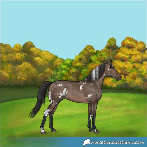 Horse Color:White Spotted Brown Dun 