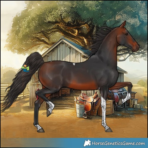 Horse Color:Bay Tobiano 
