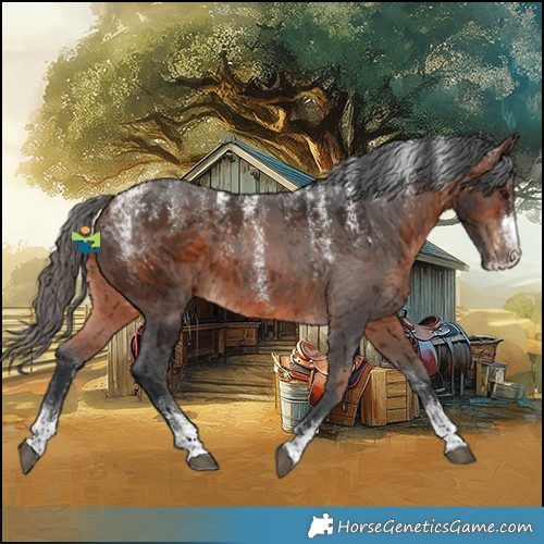 Horse Color:Powder White Brown Merle 