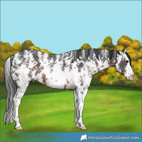 Horse Color:Brown Sabino Splash 