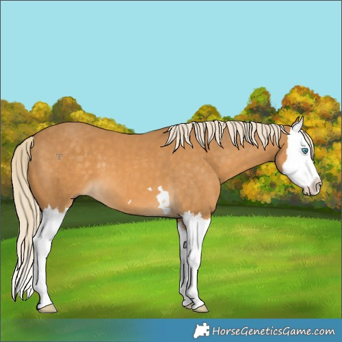 Horse Color:Palomino Splash