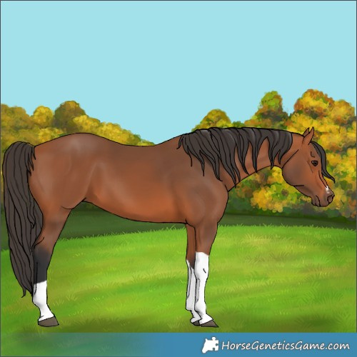 Horse Color:Bay Tobiano 