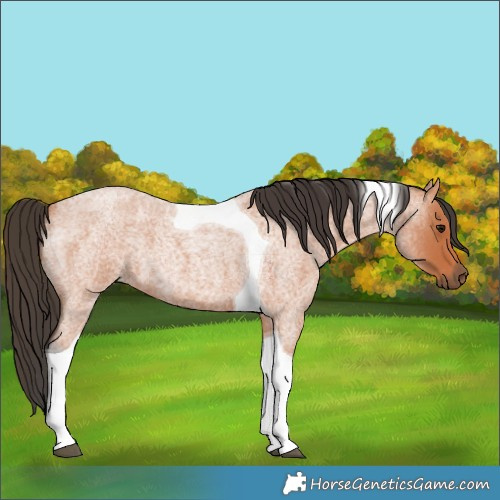 Horse Color:Bay Roan Tobiano 