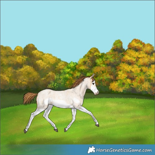 Horse Color:Red Dun Roan Splash Frame Rabicano 