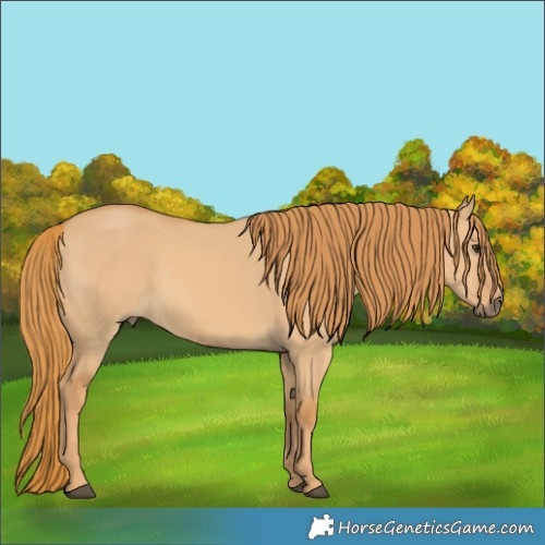 Horse Color:Red Dun 