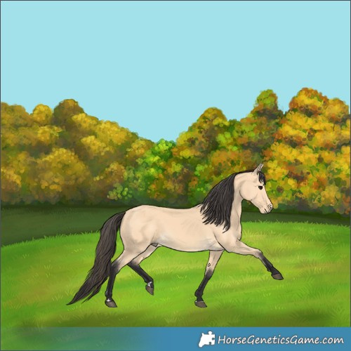 Horse Color:Buckskin Rabicano 