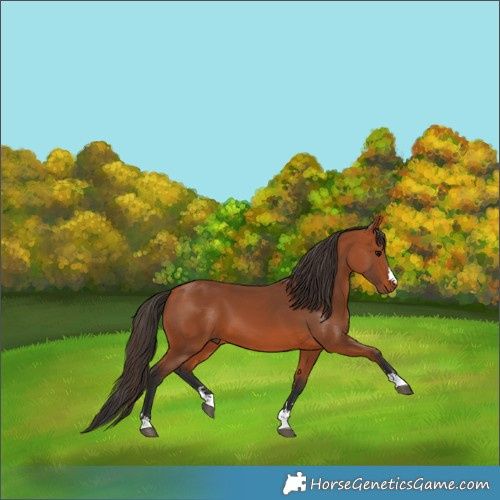 Horse Color:Bay 