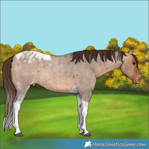 Horse Color:Bay Roan Dun Tobiano Appaloosa 
