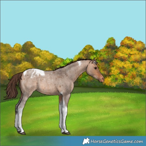 Horse Color:Bay Roan Dun Tobiano Appaloosa 