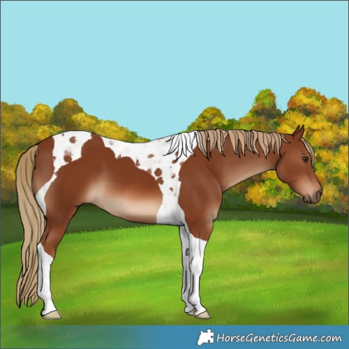 Horse Color:Chestnut Tobiano 