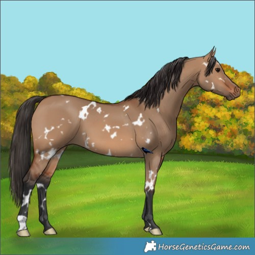 Horse Color:White Spotted Bay Dun 