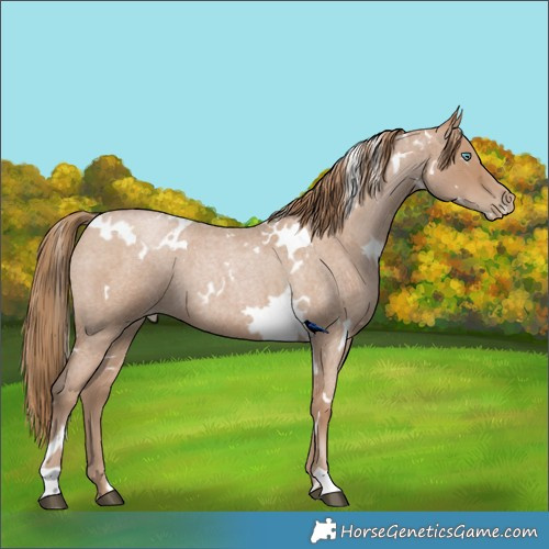 Horse Color:White Spotted Blue Roan Pearl 