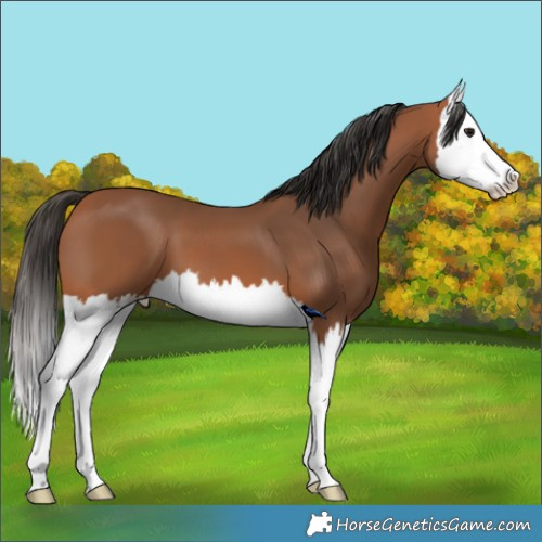 Horse Color:Bay Splash 