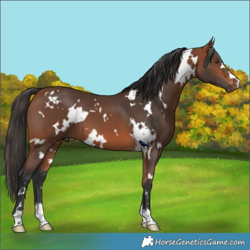 Horse Color:White Spotted Bay 