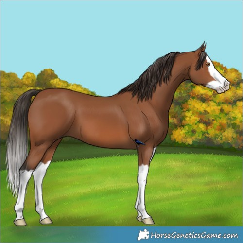 Horse Color:Bay Splash 