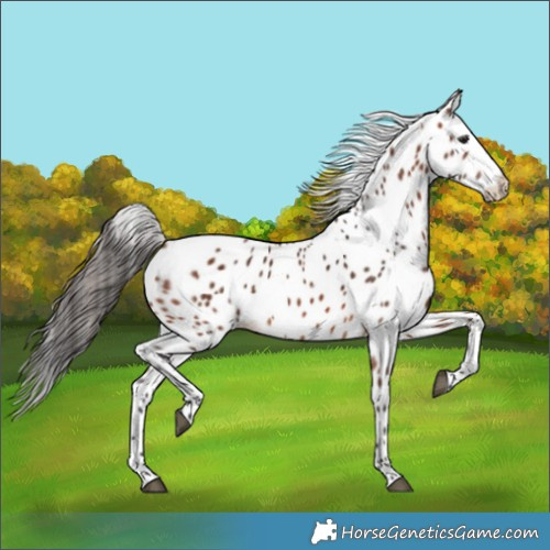 Horse Color:Bay Appaloosa 