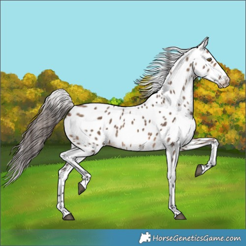 Horse Color:Brown Dun Skewed Appaloosa 