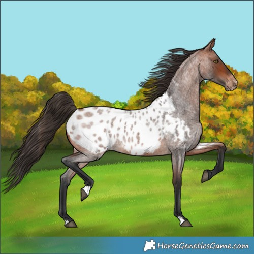 Horse Color:Bay Roan Appaloosa 